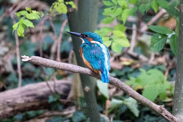 2023 09 20 IJsvogel Poldervaart Schiedam